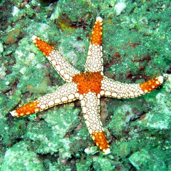 Sacred geometry in nature - Starfish
